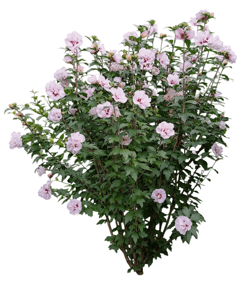 Red Heart Rose Of Sharon (Hibiscus Syriacus 'Red Heart') - Ground Layers
