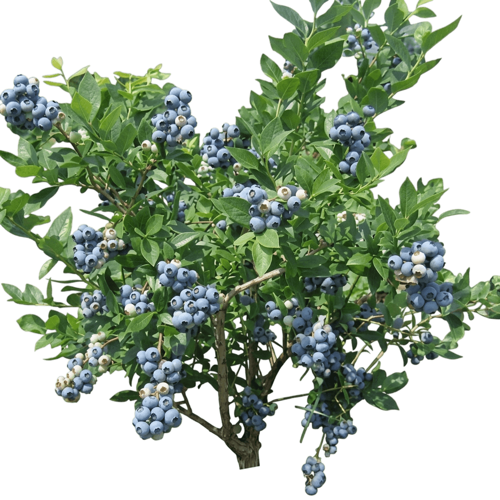 Sky Dew® Gold Blueberry (Vaccinium Corymbosum Var. Corymbosum 'Smvacg') - Shrubs