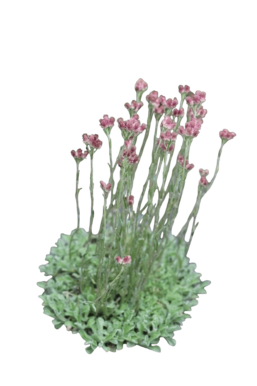 pussy toes (Antennaria Rosea) - Perennials
