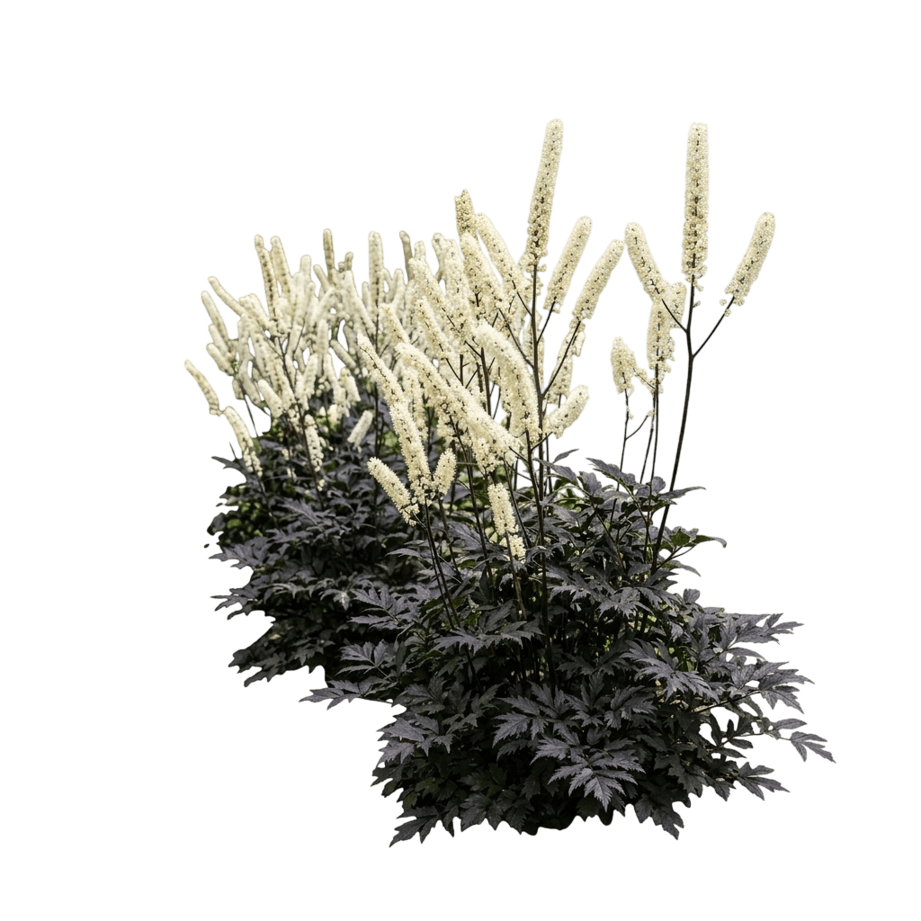 Hillside Black Beauty Bugbane (Actaea Simplex Var. Simplex 'Hillside Black Beauty') - Perennials