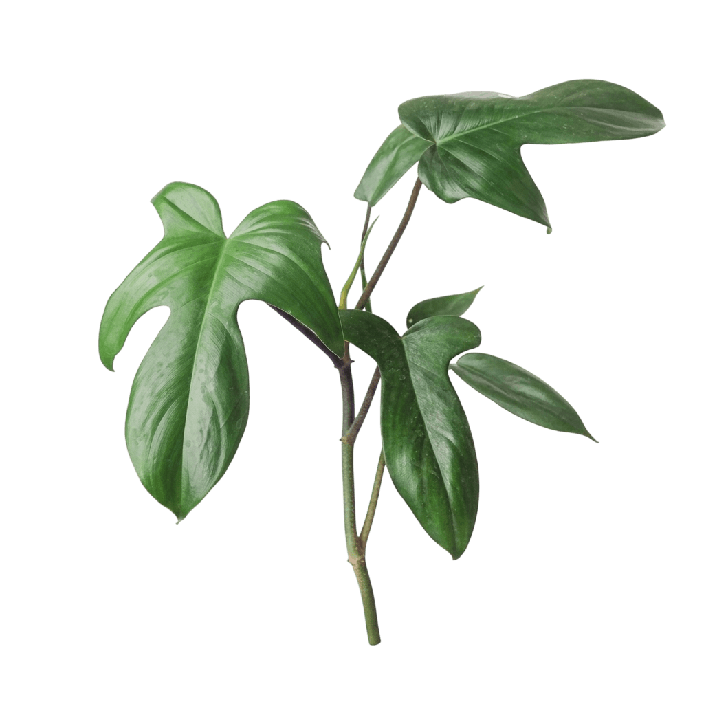Florida Green Philodendron (Philodendron Hybrida 'Florida Green') - Indoor Plants