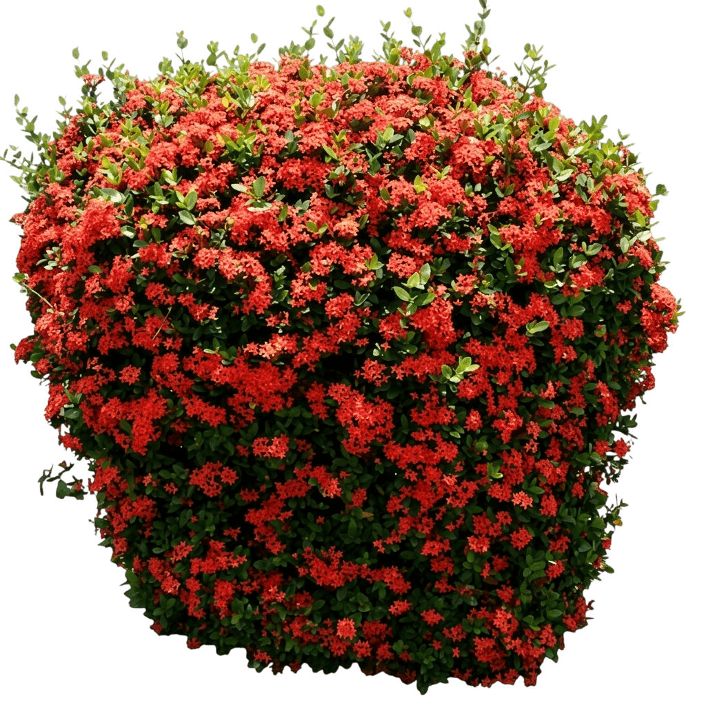 Ixora Sunshine (Ixora 'Ixora Sunshine') - Ground Layers