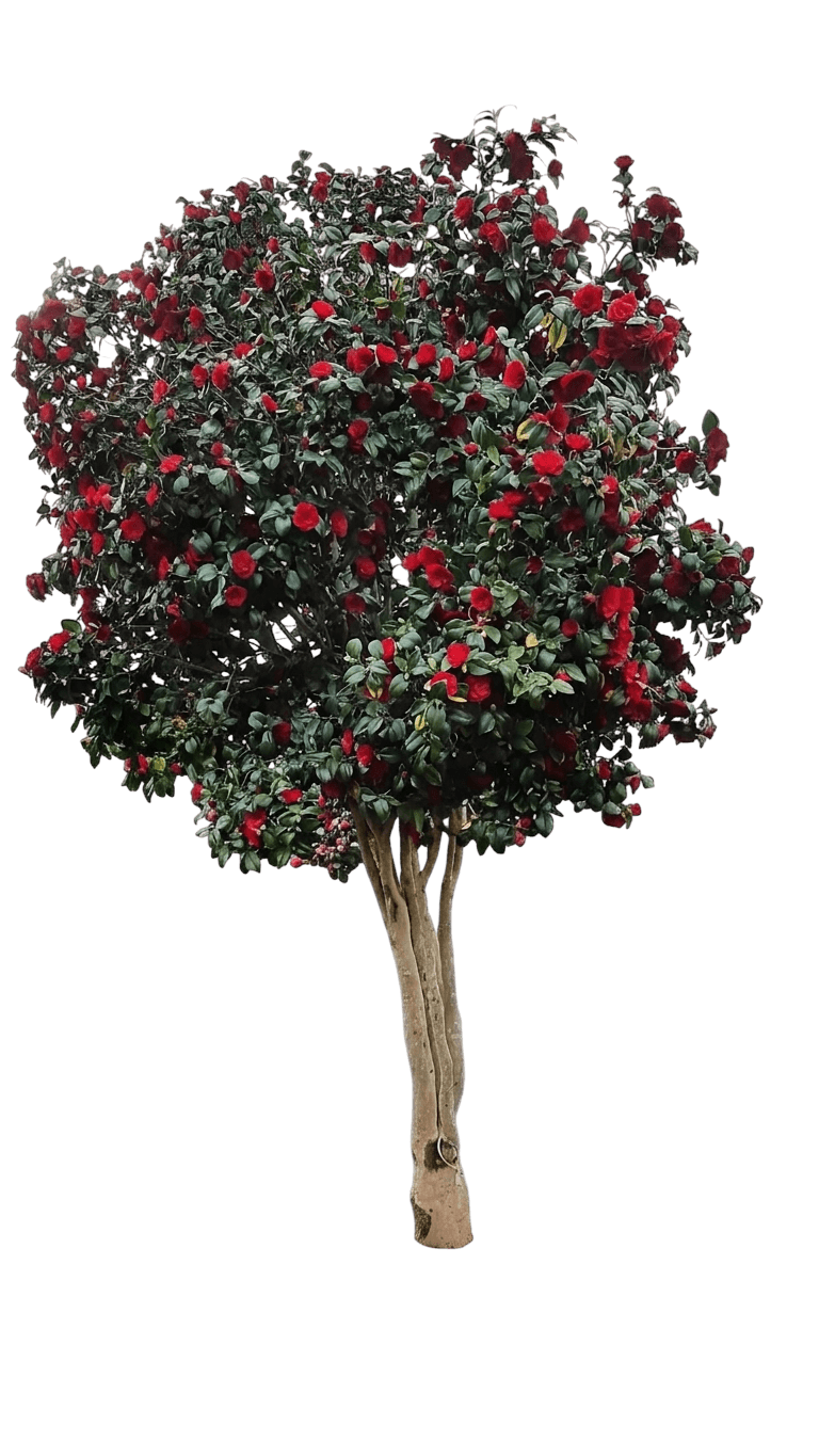 April Remembered Camellia (Camellia Japonica 'April Remembered') - Ground Layers
