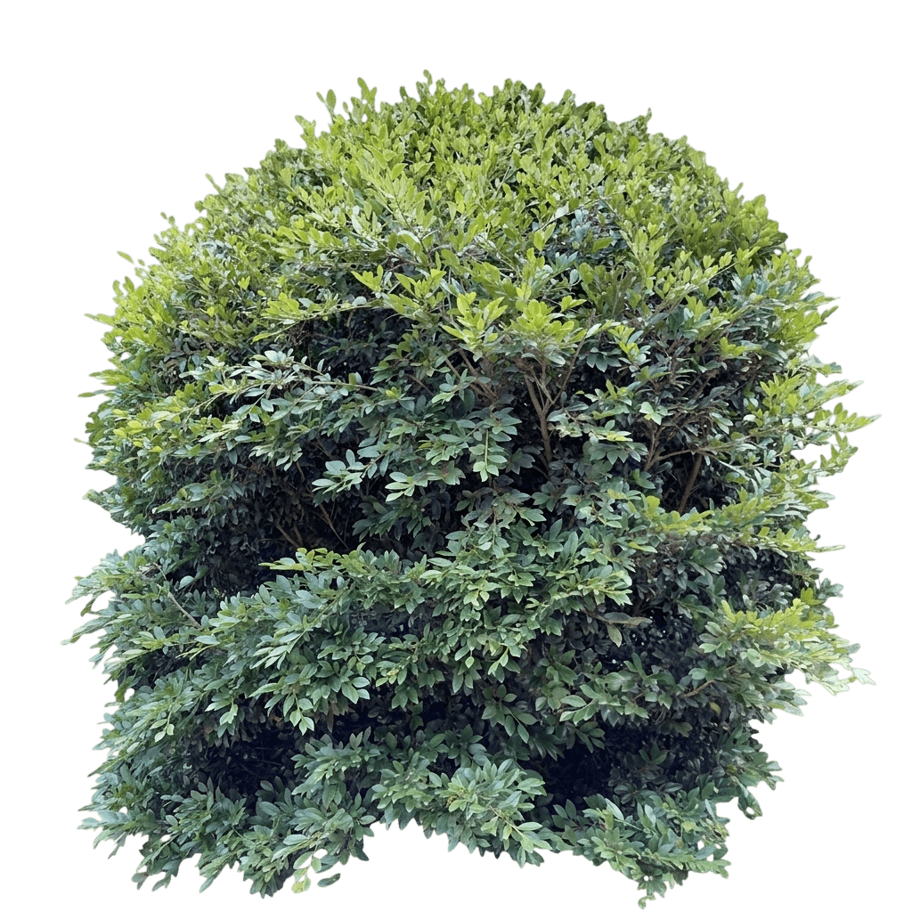 Linebacker™ Distylium (Distylium Var. Hybrid 'Piidist-Iv') - Shrubs
