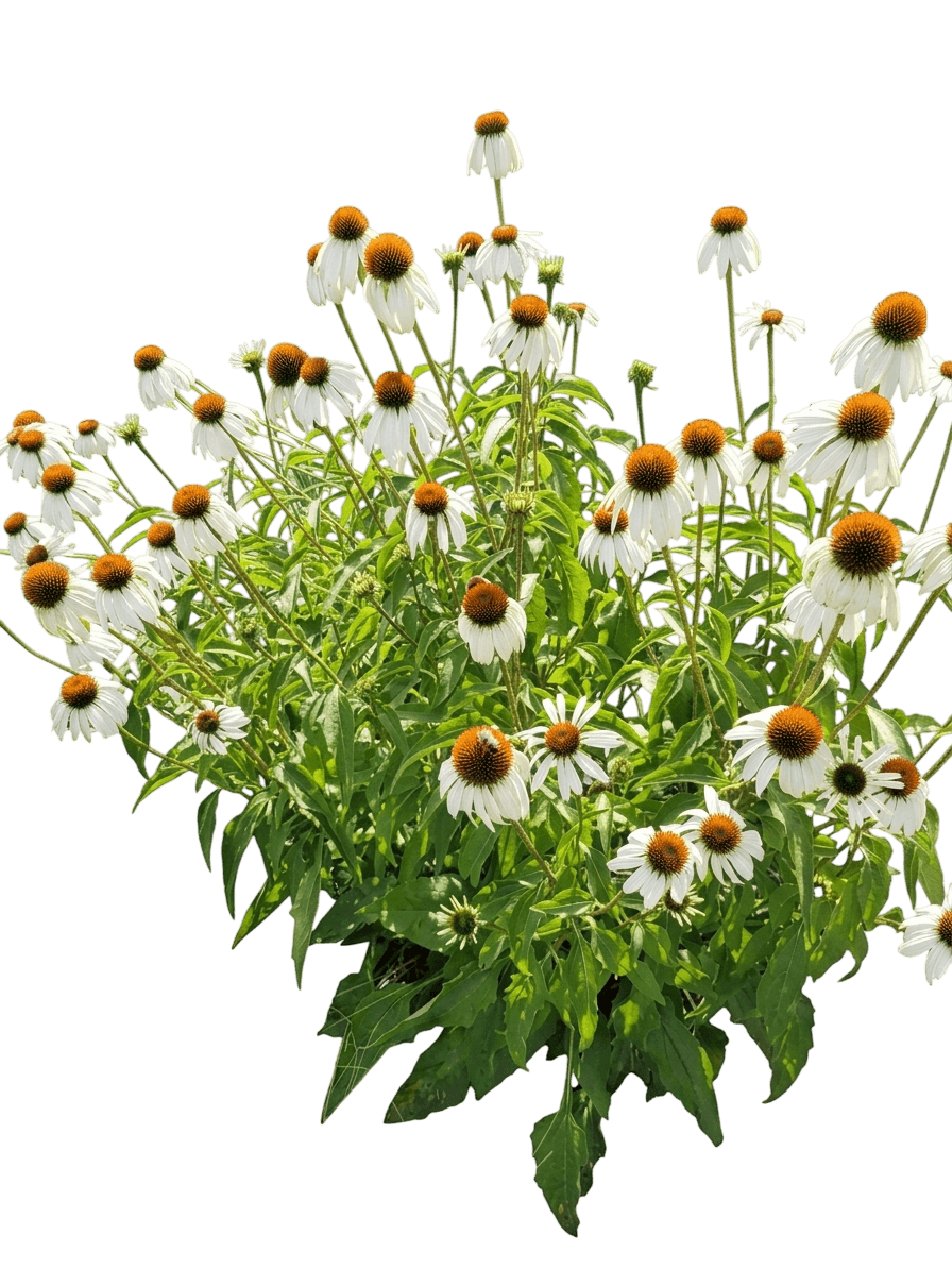 PowWow® White Coneflower (Echinacea Purpurea Var. Purpurea 'Pas702918') - Perennials