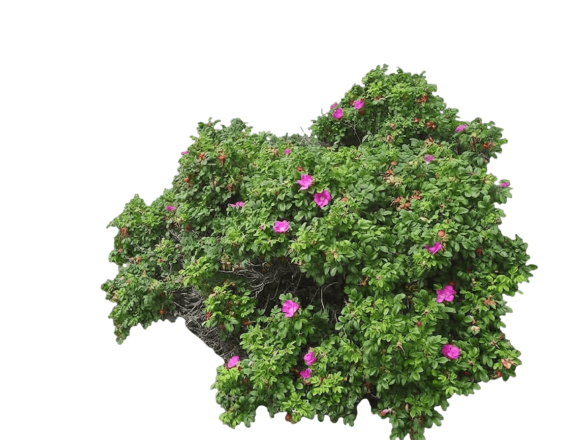 Purple Pavement Rose (Rosa Rugosa Var. Rugosa 'Purple Pavement') - Shrubs