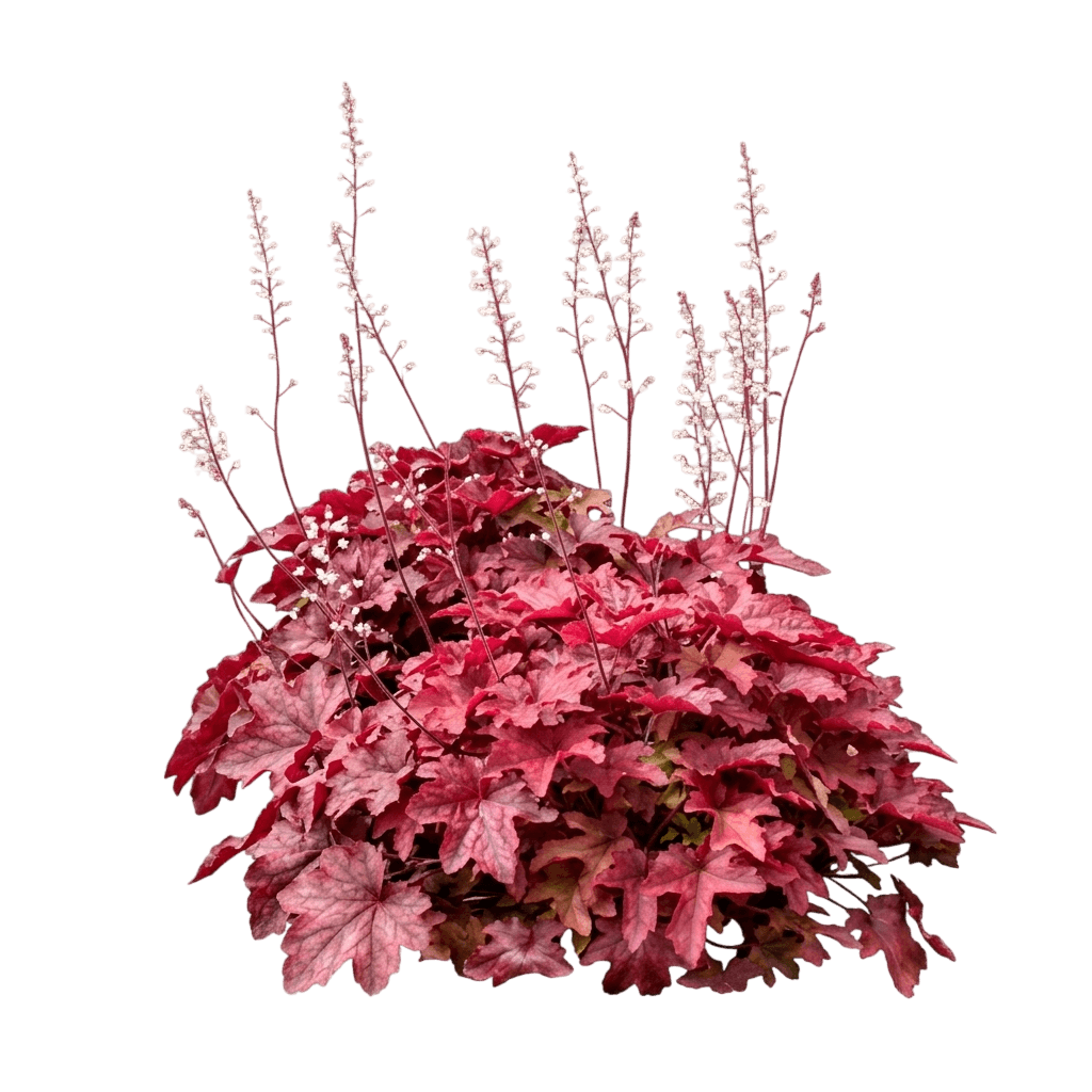 Red Rover Foamy Bells (Fun & Games Serie (Heucherella Fun And Games 'Red Rover') - Perennials