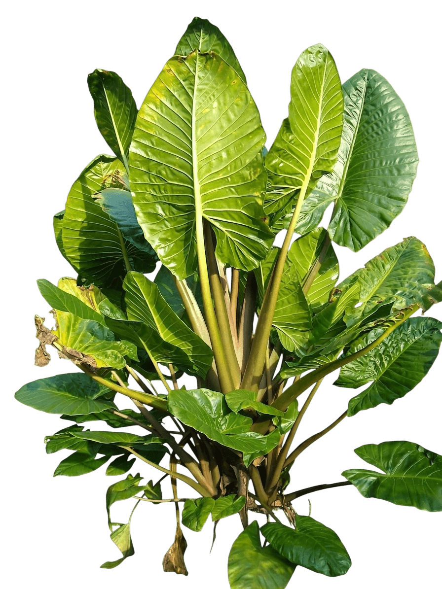 Cunjevoi (Alocasia Brisbanensis) - Ground Layers