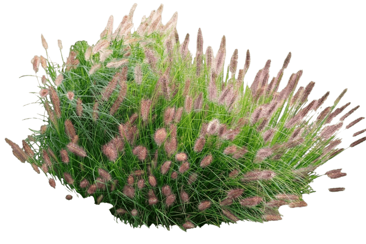 Redhead Fountain Grass (Pennisetum Alopecuroides Var. Alopecuroides 'Redhead') - Grasses