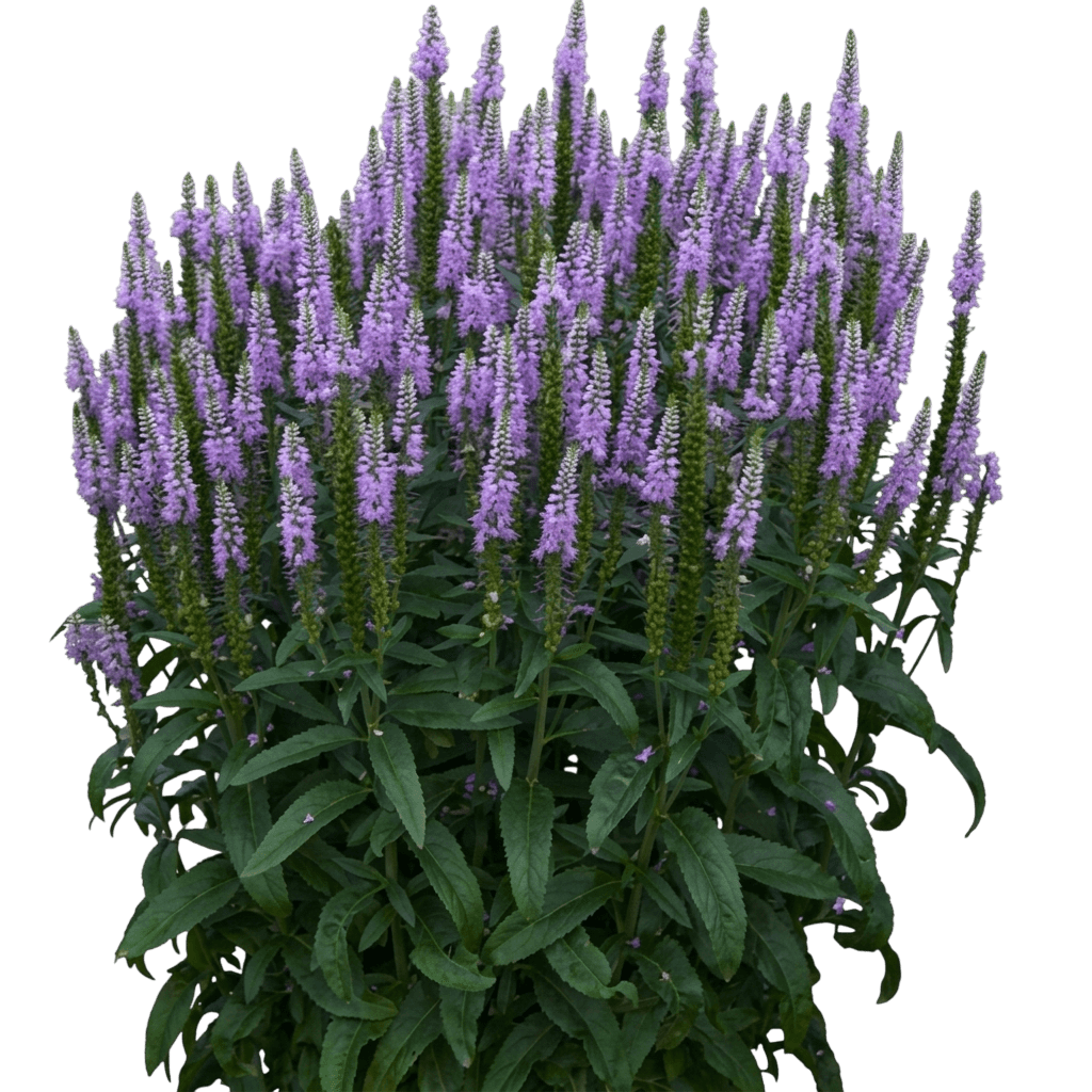 Speedwell, Bicolor Explosion (Veronica Hybrida, 'Bicolor Explosion') - Perennials