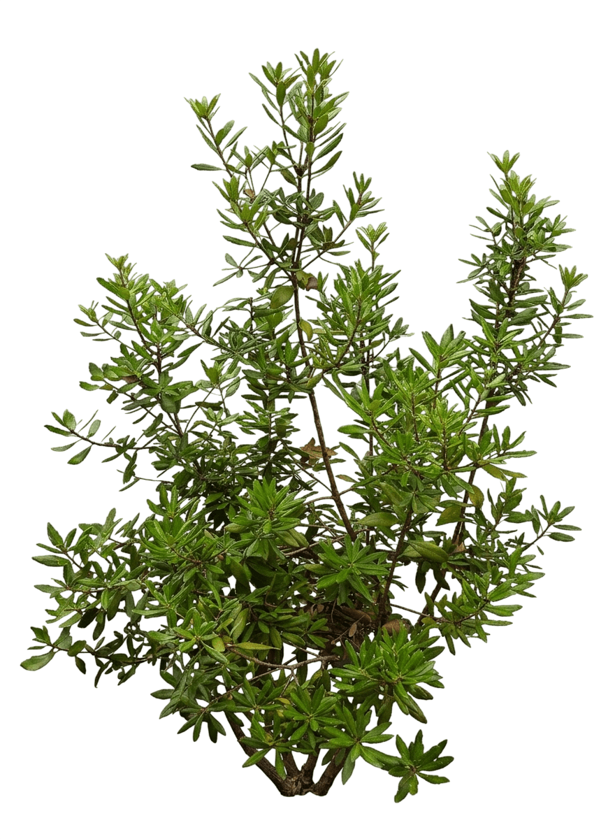summer holly (Comarostaphylis Diversifolia) - Shrubs