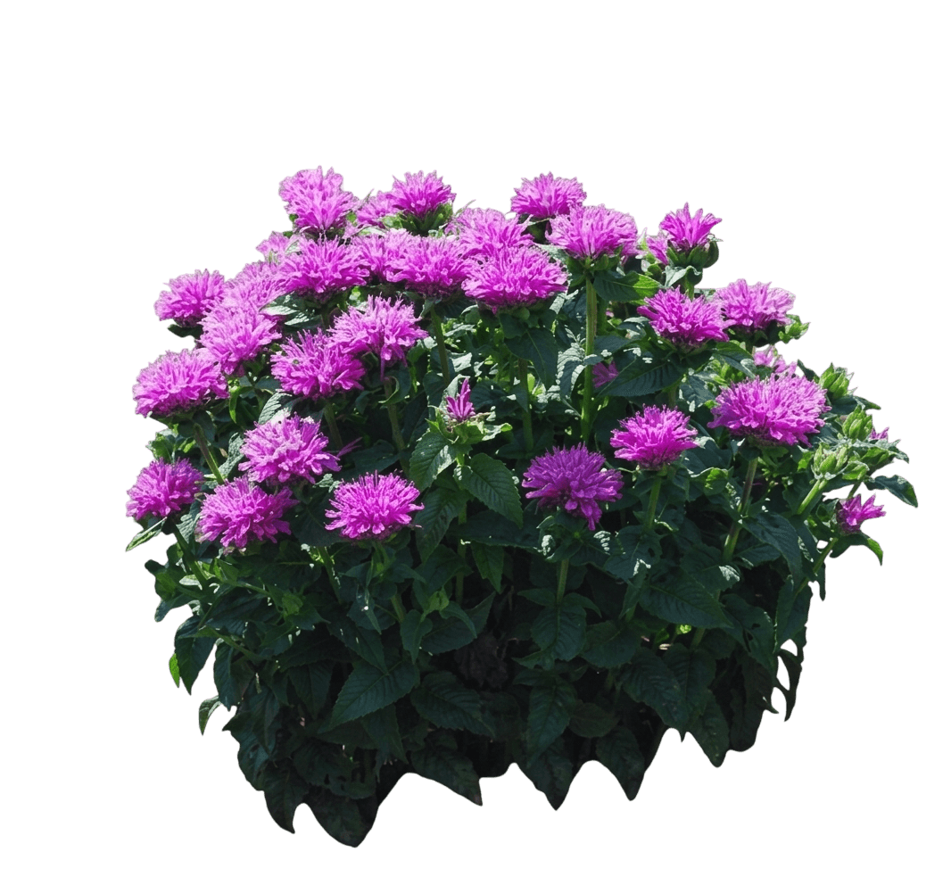 Bee Balm, Petite Wonder (Monarda Pp 13149 'Petite Wonder') - Perennials