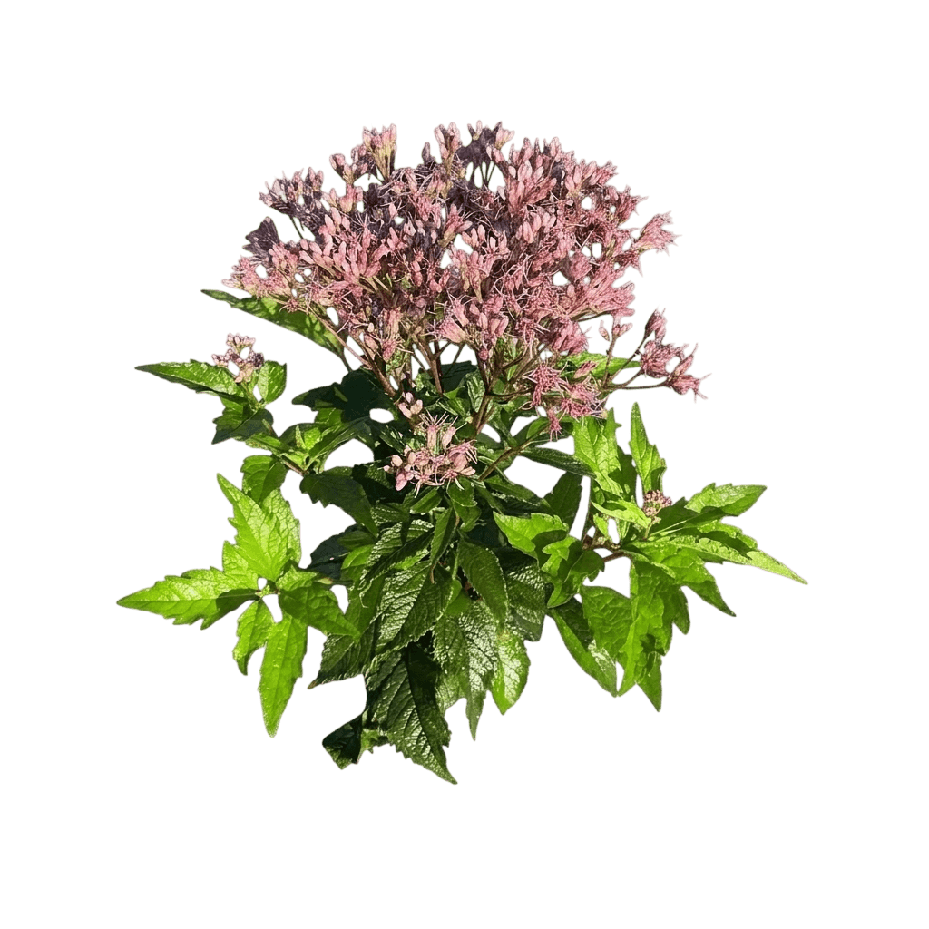 Euphoria™ Ruby Joe - Pye Weed (Eupatorium Purpureum Pp31,668 Var. Purpureum 'Floreupre1') - Perennials