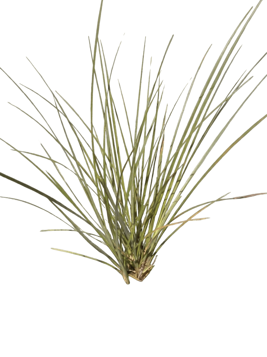 rusty sedge (Carex Subfusca) - Perennials