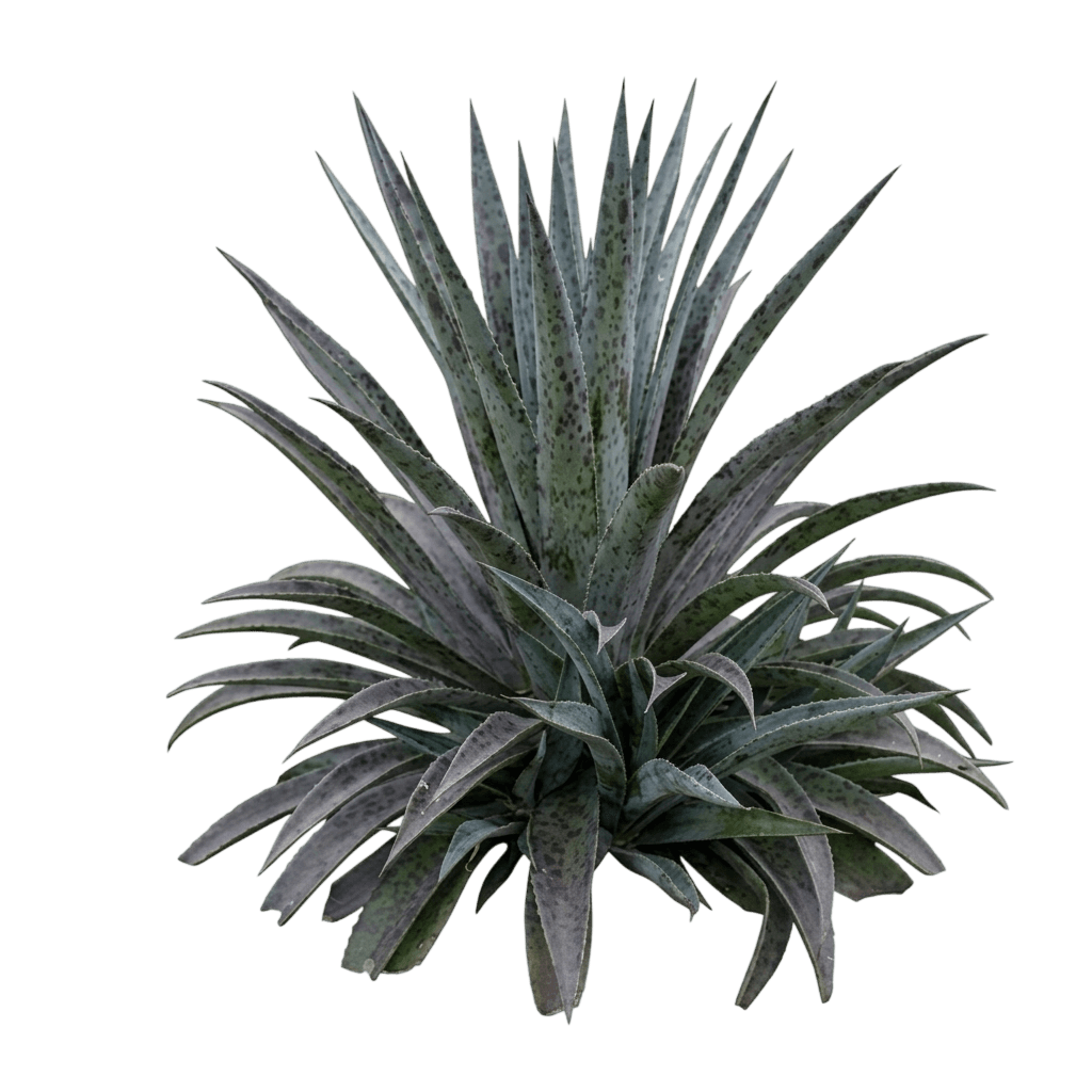 Night Owl Mangave (Mangave) - Succulents