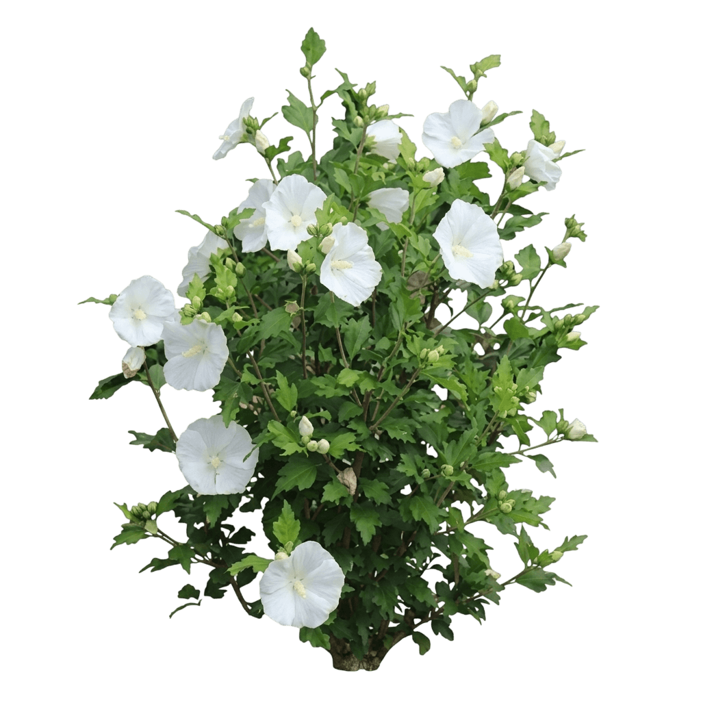 Paraplu Adorned Rose Of Sharon (Hibiscus Syriacus × Hibiscus Paramutabilis 'Minpapan1') - Ground Layers