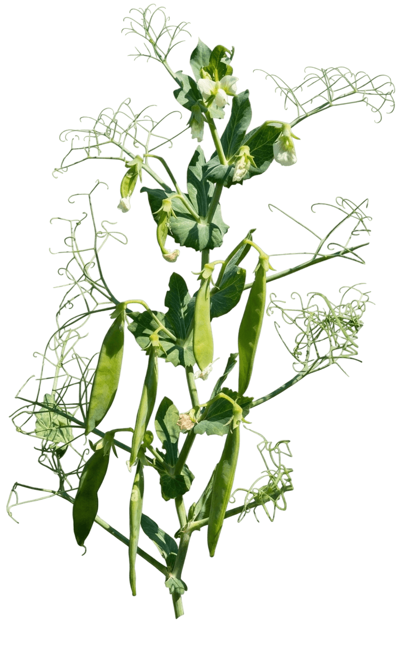 Lincoln Shelling Pea (Pisum Sativum 'Lincoln') - Perennials