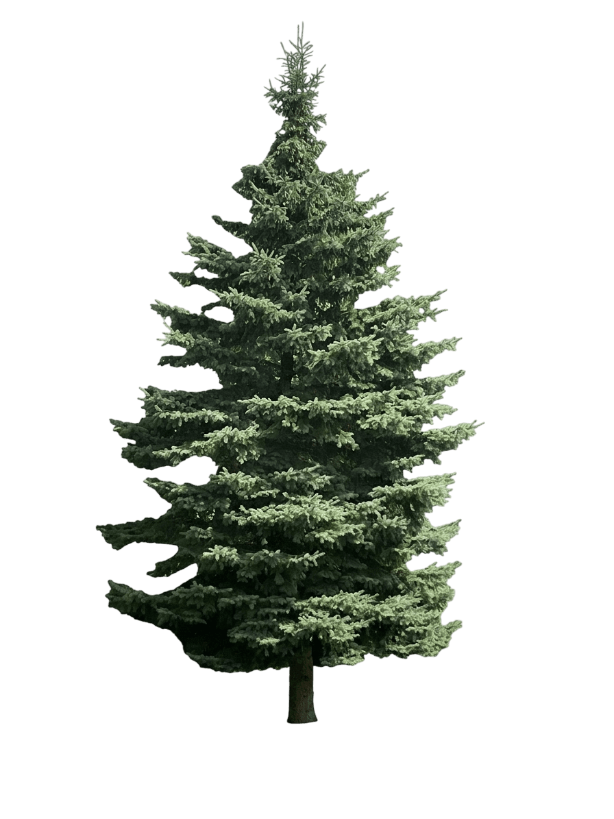 Yukon Blue White Spruce (Picea Glauca 'Yukon Blue') - Evergreen Trees