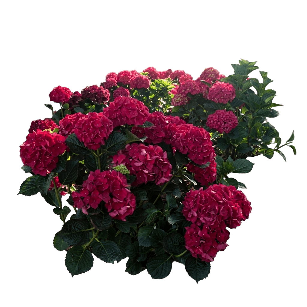 Magical® Ruby Red Hydrangea (Hydrangeamacrophylla Pp#25104 Var. Hybrid 'Kolmaru') - Shrubs