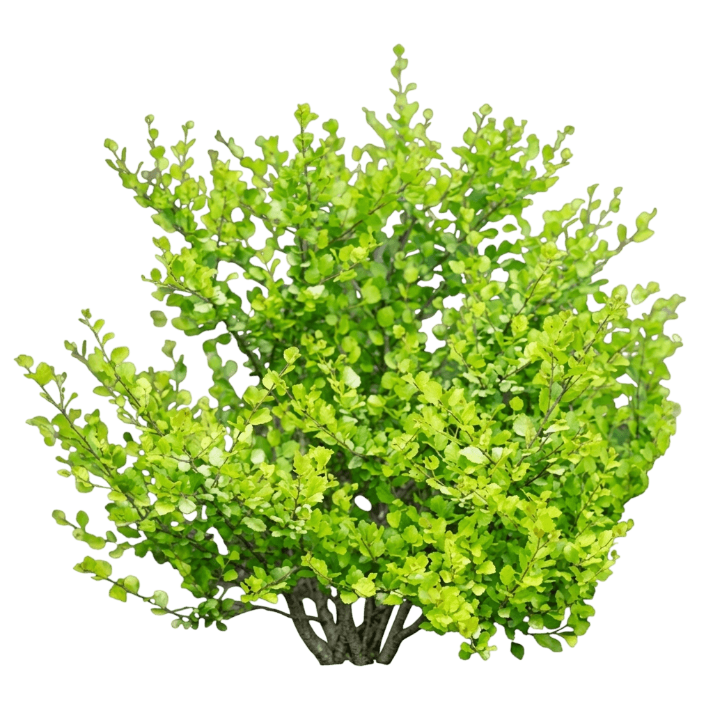 Cesky Gold® Dwarf Birch (Betula X Plettkei Var. X Plettkei 'Golden Treasure') - Shrubs