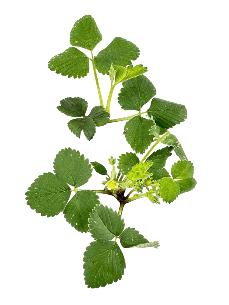 Toscana Strawberry (Fragaria × Ananassa 'Toscana') - Perennials