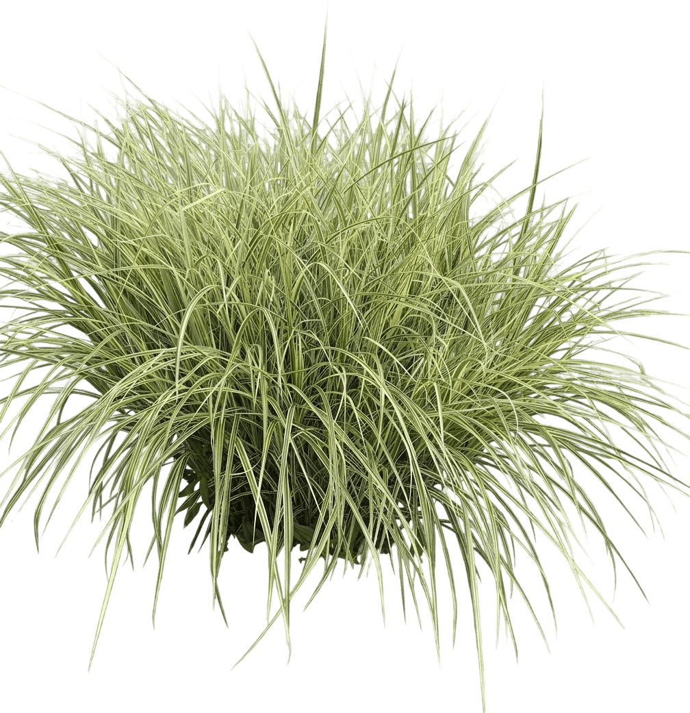 Variegated Maiden Grass (Miscanthus Sinensis 'Variegatus') - Grasses
