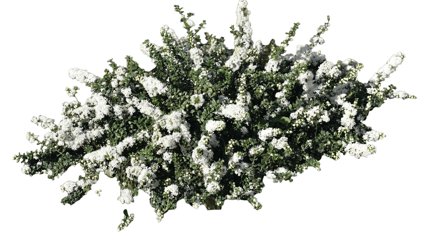 Popcorn CA lilac (Ceanothus Maritimus 'Popcorn') - Groundcovers