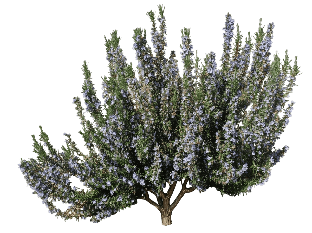 Barbecue Rosemary (Salvia Rosmarinus 'Barbecue') - Ground Layers