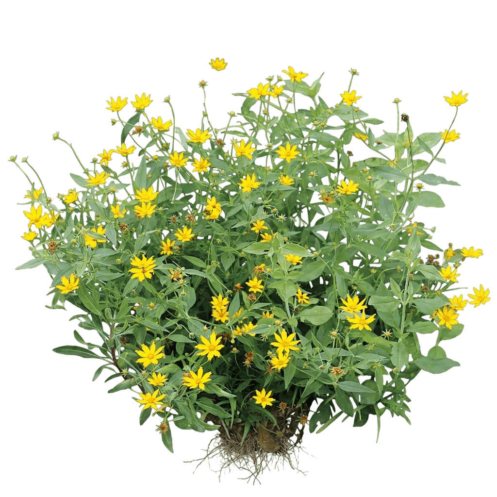 Sunshine Superman Star Tickseed (Coreopsis Pubescens 'Sunshine Superman') - Perennials