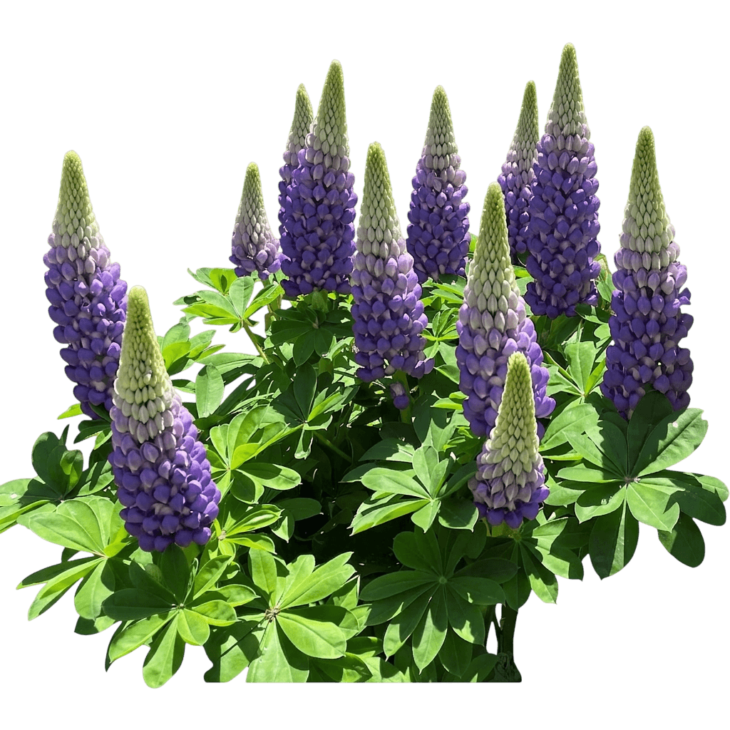 Westcountry™ Tequila Flame Lupine (Lupinus Polyphyllus Var. Polyphyllus 'Tequila Flame') - Perennials