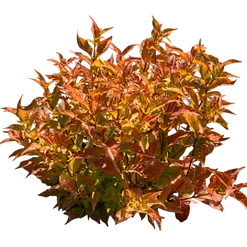 Kodiak® Orange Bush Honeysuckle (Diervilla X Kodiak Orange 'G2X88544') - Ground Layers