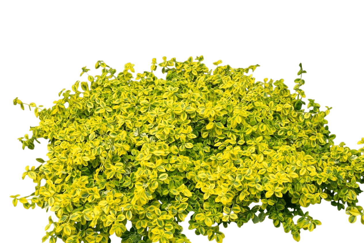 Emerald 'N Gold Euonymus (Euonymus Fortunei N Gold 'Emerald') - Ground Layers