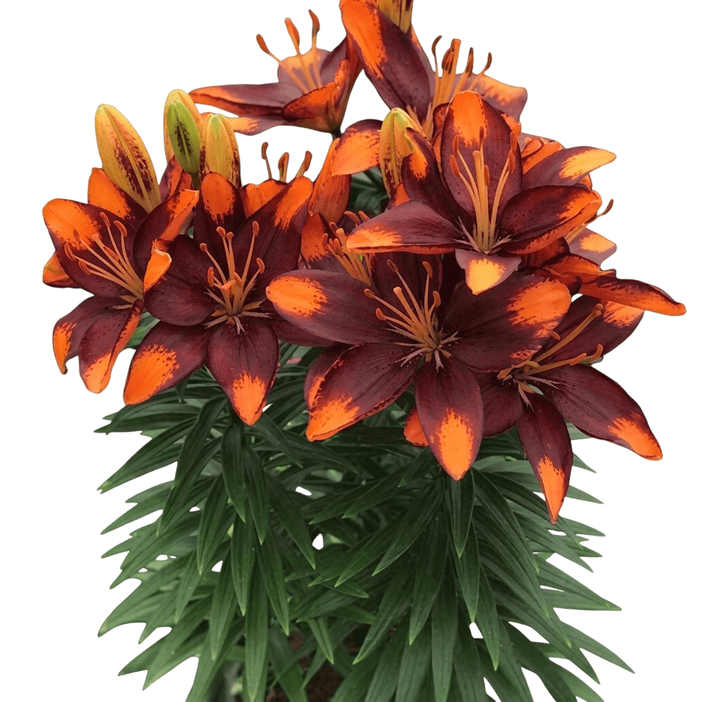 Dwarf Asiatic Lily (Lilium Lily Looks 'Tiny Epic') - Perennials