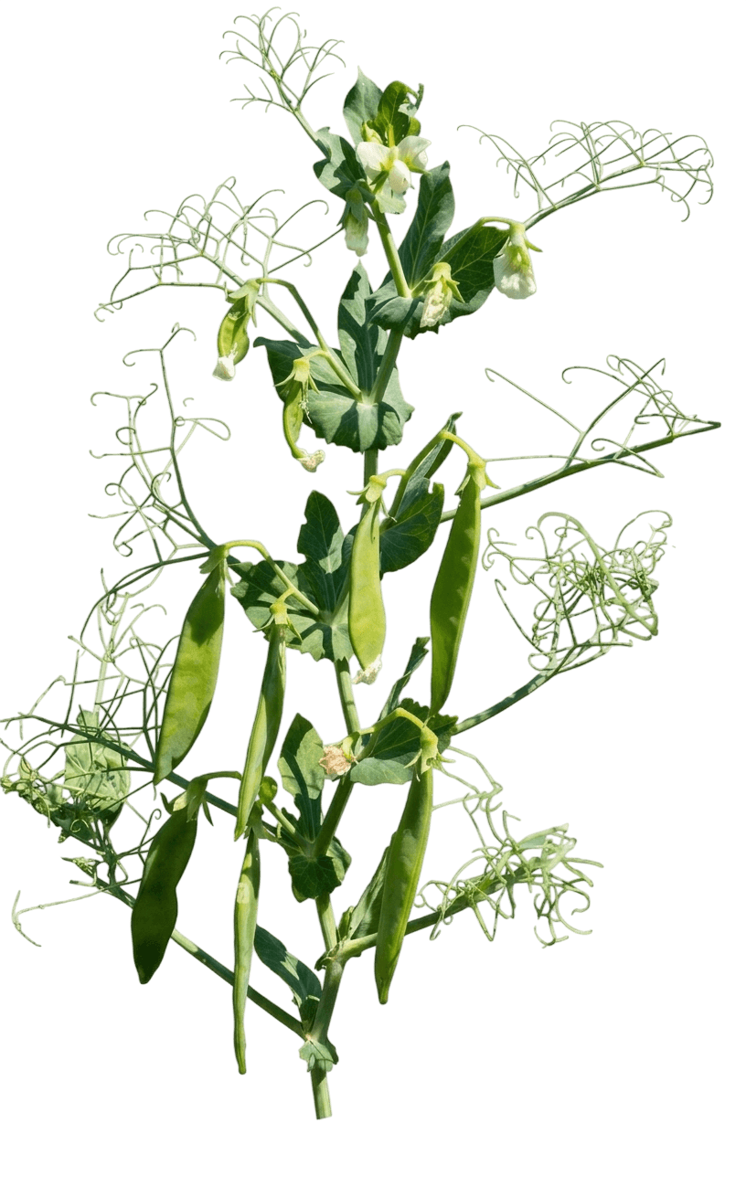 Sugar Snap Pea (Pisum Sativum 'Sugar Snap') - Perennials