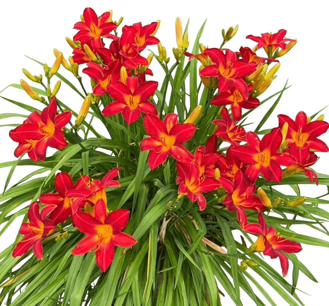 Daylily, So Lovely (Hemerocallis 'So Lovely') - Perennials