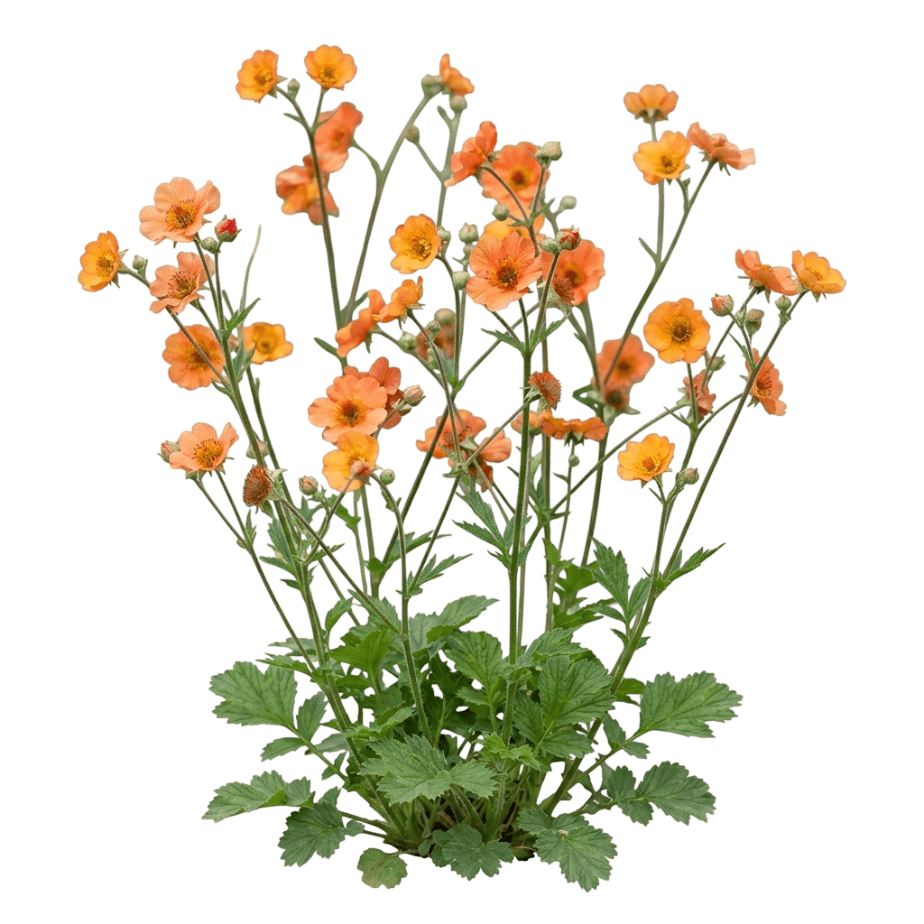 Pretticoats Peach Geum (Geum 'Tngeupp') - Perennials