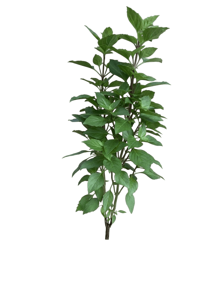 Greek Columnar basil (Ocimum × Africanum 'Lesbos') - Perennials