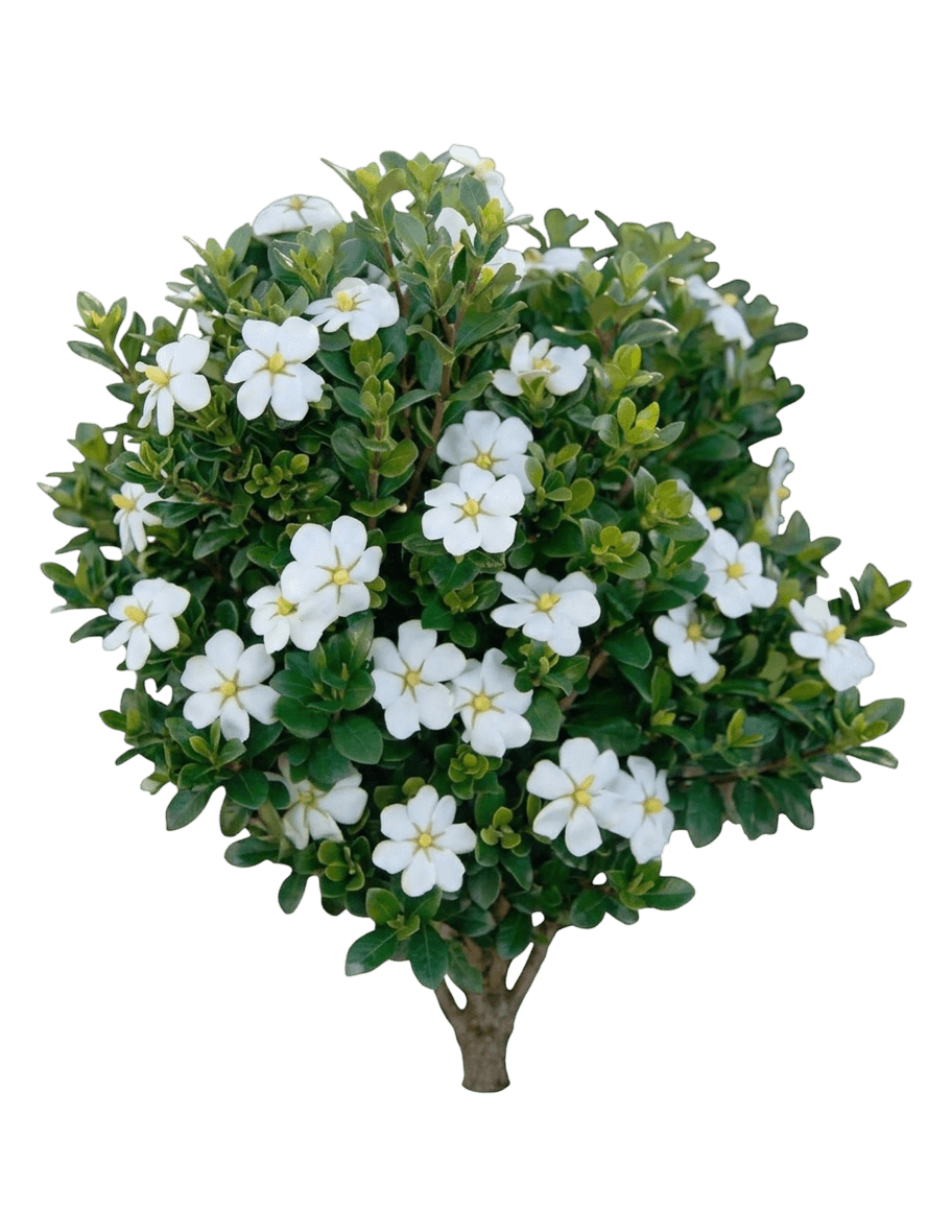 Scentamazing Gardenia (Gardenia Jasminoides Pp27601 'Leetwo') - Shrubs