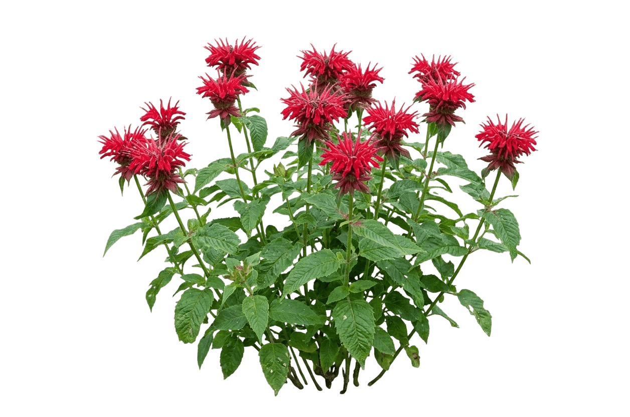 Bee Balm, Gardenview Scarlet (Monarda Didyma 'Gardenview Scarlet') - Perennials