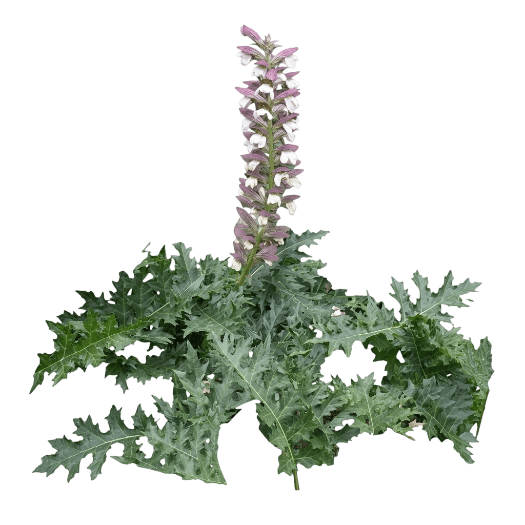 Spiny bear's breeches (Acanthus Spinosus) - Perennials