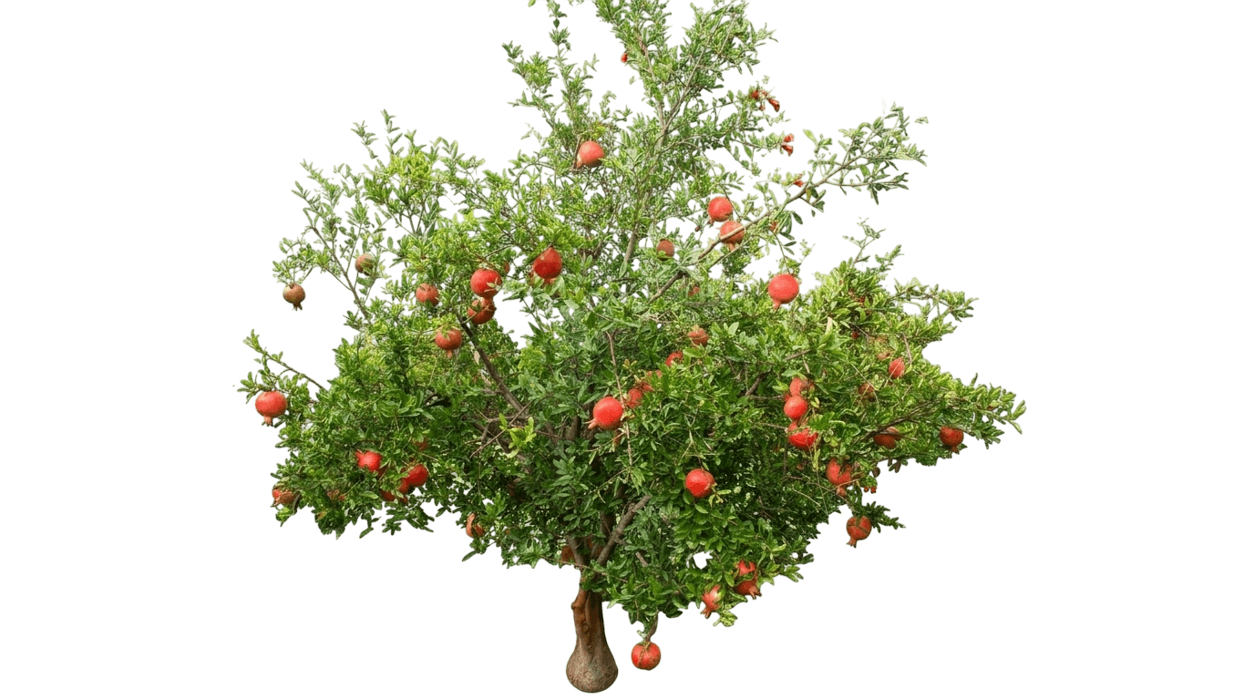 Cold Hardy Red Pomegranate (Punica Granatum 'Salavatski') - Fruit Trees