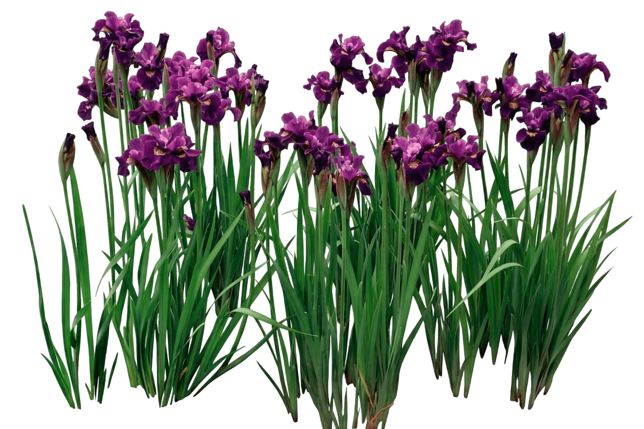 Iris, Siberian, Ruffled Velvet (Iris Sibirica 'Ruffled Velvet') - Perennials