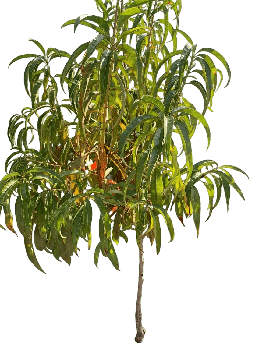 Honey Babe Miniature Peach (Prunus Persica 'Honey Babe') - Fruit Trees