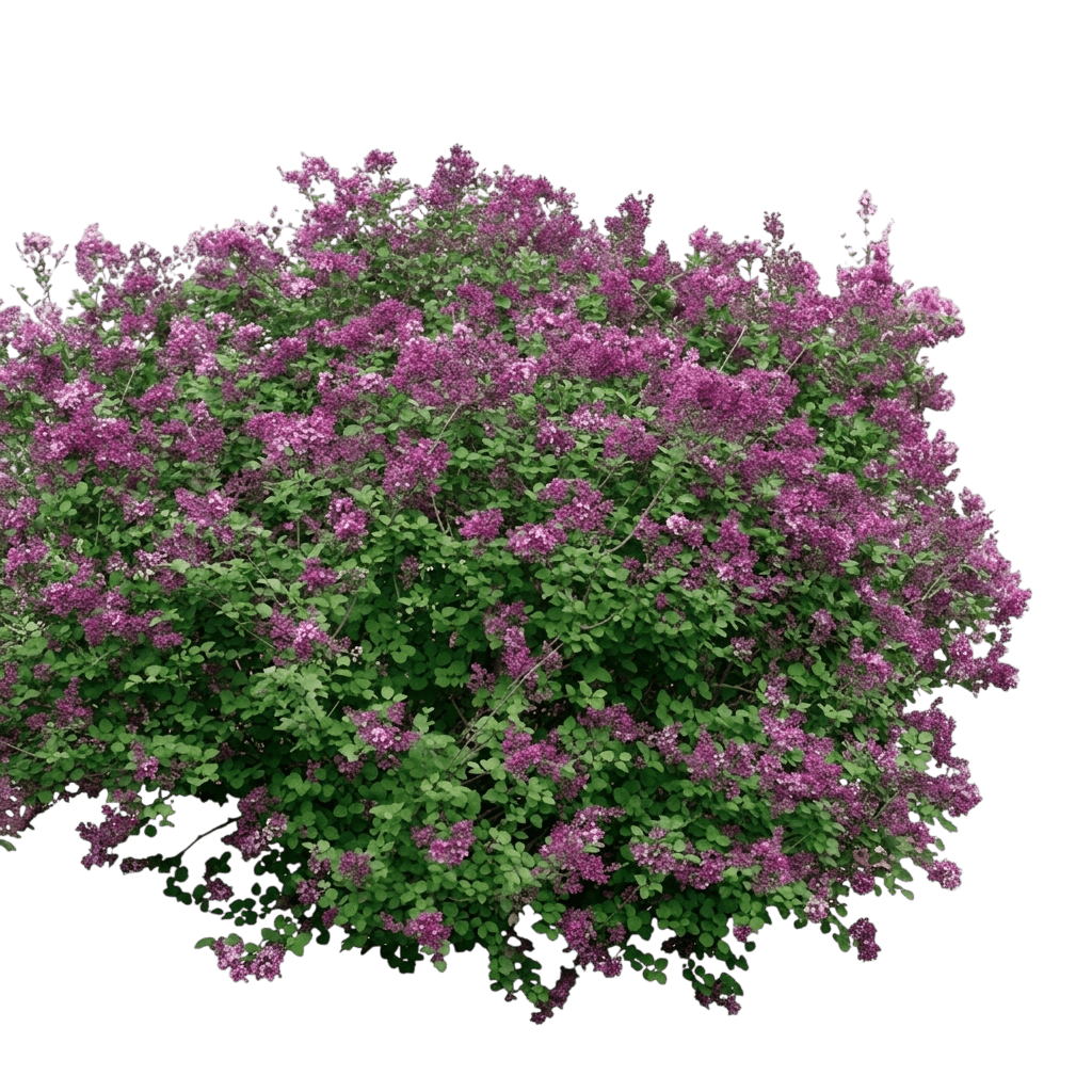 reblooming dark purple lilac 'smsjbp7' pp26549 bloomerang® (Syringa X Dark Purple 'Smsjbp7') - Shrubs