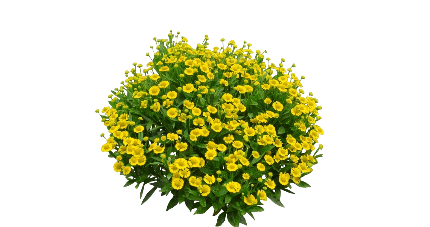 Yellow Sneezeweed (Helenium Mariachi™ ‘Sombrero) - Perennials