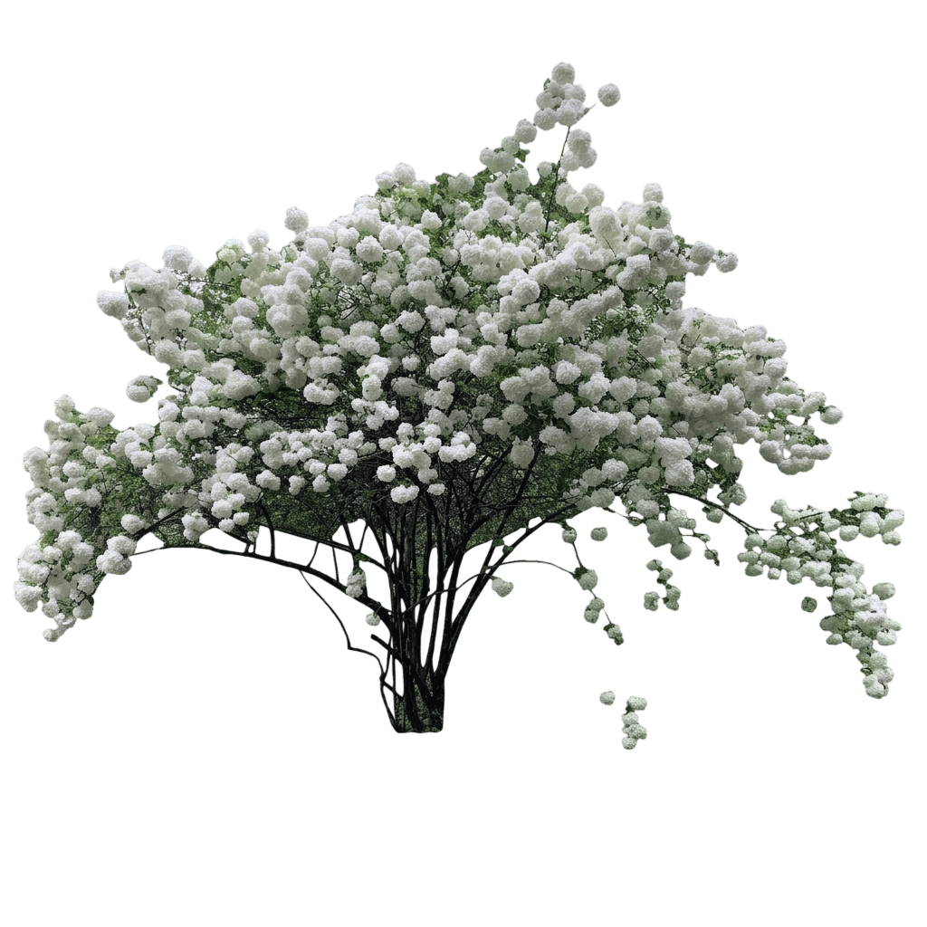 Eskimo Viburnum (Viburnum Var. Hybrid 'Eskimo') - Shrubs