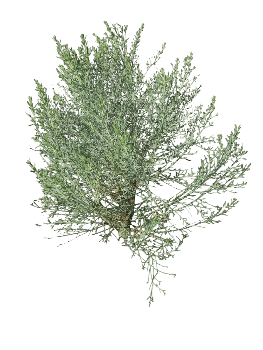 Centennial baccharis (Baccharis 'Centennial') - Shrubs