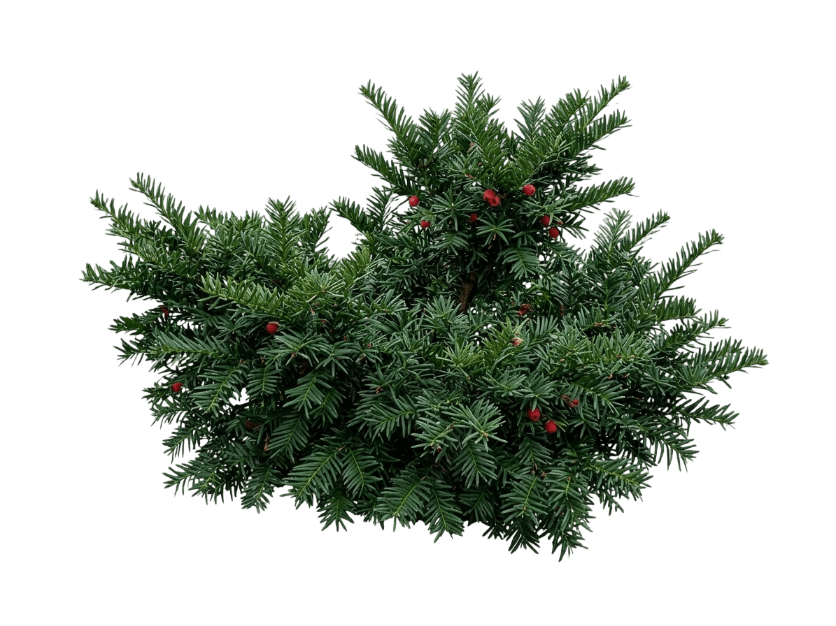 Chadwick Yew (Taxus X Media 'Chadwick') - Ground Layers