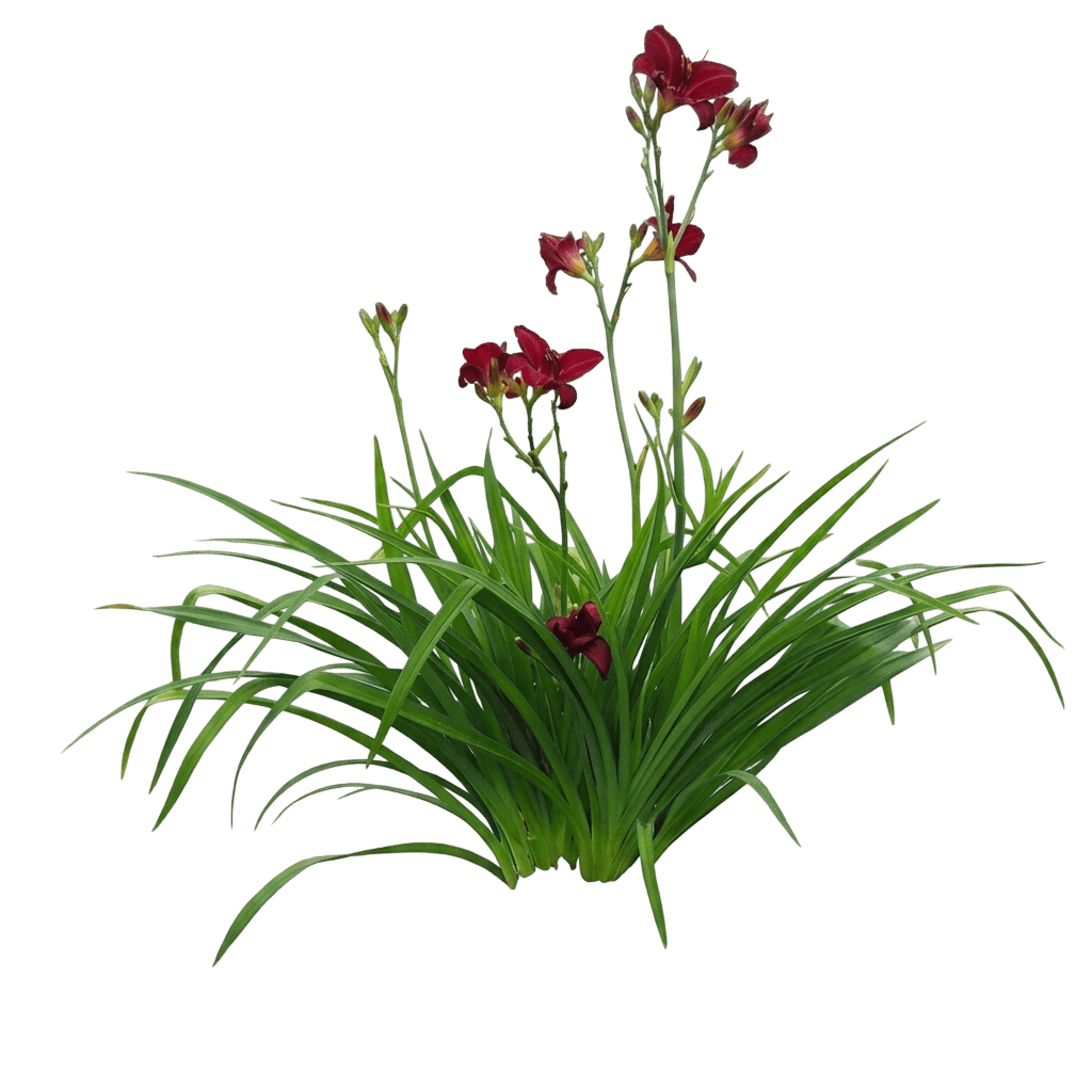 Daylily, Frankly Scarlet (Hemerocallis 'Frankly Scarlet') - Perennials