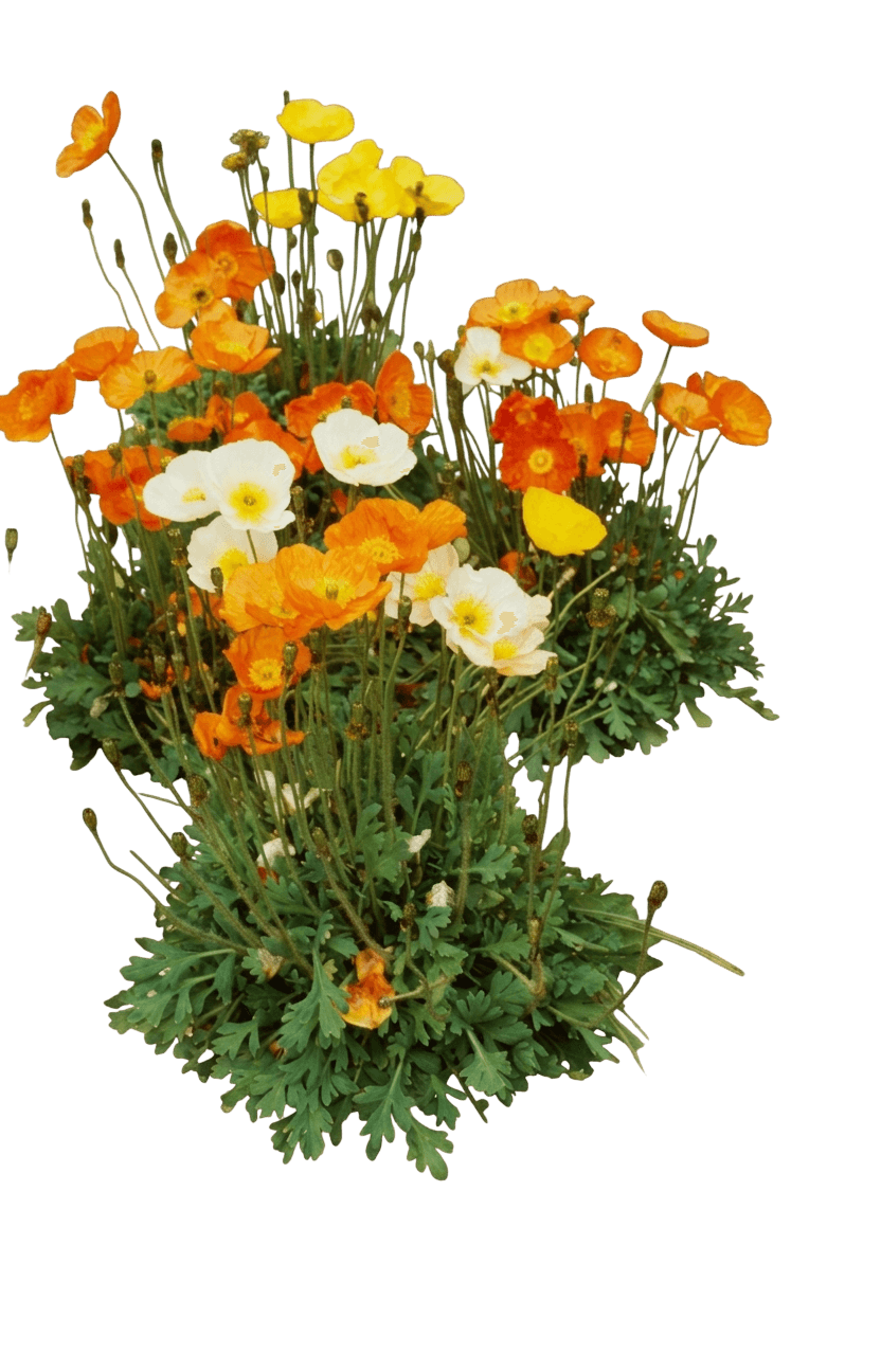 Champagne Bubbles Iceland Poppy Mix (Papaver Nudicaule 'Champagne Bubbles') - Perennials